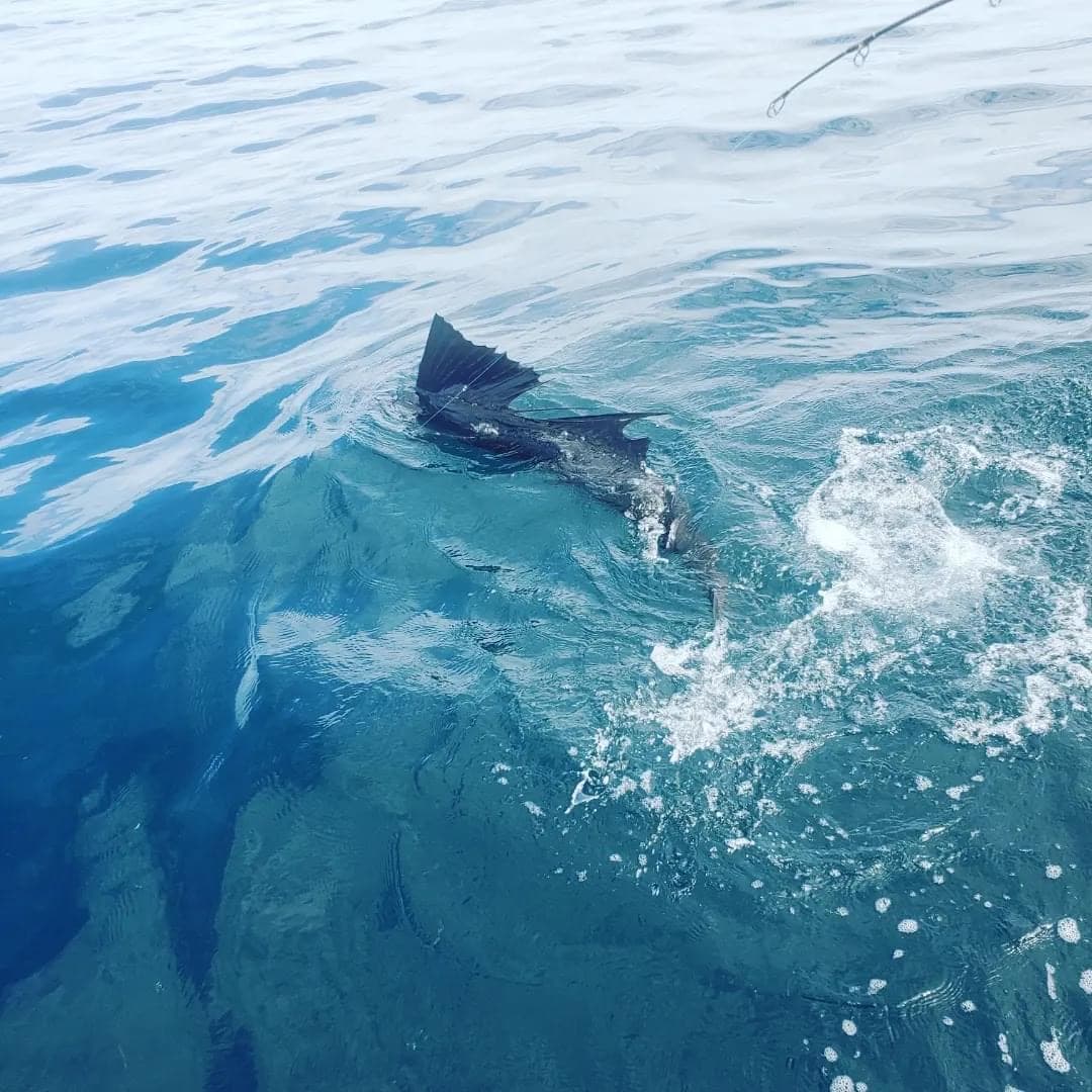 Sailfish boatside in clear Treasure Coast water